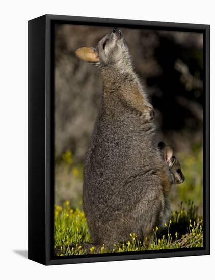 Tammar Wallaby, Kangaroo Island, South Australia, Australia, Pacific-Milse Thorsten-Framed Premier Image Canvas