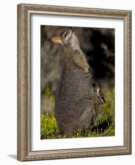 Tammar Wallaby, Kangaroo Island, South Australia, Australia, Pacific-Milse Thorsten-Framed Photographic Print