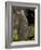 Tammar Wallaby, Kangaroo Island, South Australia, Australia, Pacific-Milse Thorsten-Framed Photographic Print