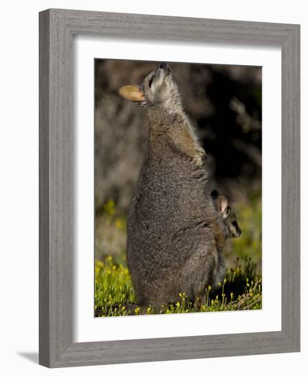 Tammar Wallaby, Kangaroo Island, South Australia, Australia, Pacific-Milse Thorsten-Framed Photographic Print