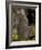 Tammar Wallaby, Kangaroo Island, South Australia, Australia, Pacific-Milse Thorsten-Framed Photographic Print