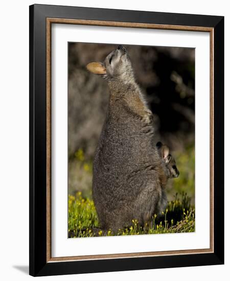 Tammar Wallaby, Kangaroo Island, South Australia, Australia, Pacific-Milse Thorsten-Framed Photographic Print