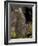 Tammar Wallaby, Kangaroo Island, South Australia, Australia, Pacific-Milse Thorsten-Framed Photographic Print