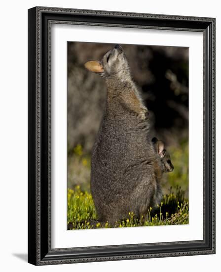 Tammar Wallaby, Kangaroo Island, South Australia, Australia, Pacific-Milse Thorsten-Framed Photographic Print