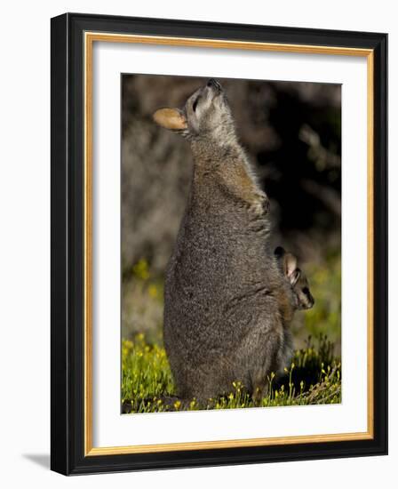 Tammar Wallaby, Kangaroo Island, South Australia, Australia, Pacific-Milse Thorsten-Framed Photographic Print