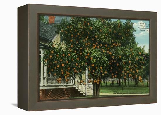 Tampa, Florida - Orange Trees in Front of House-Lantern Press-Framed Stretched Canvas