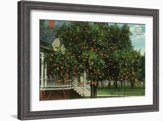 Tampa, Florida - Orange Trees in Front of House-Lantern Press-Framed Art Print