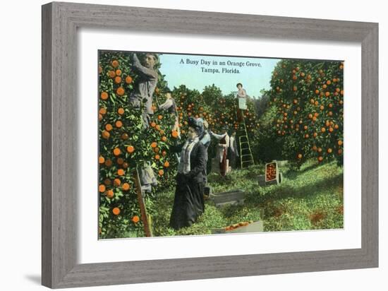 Tampa, Florida - Picking Oranges Scene-Lantern Press-Framed Art Print