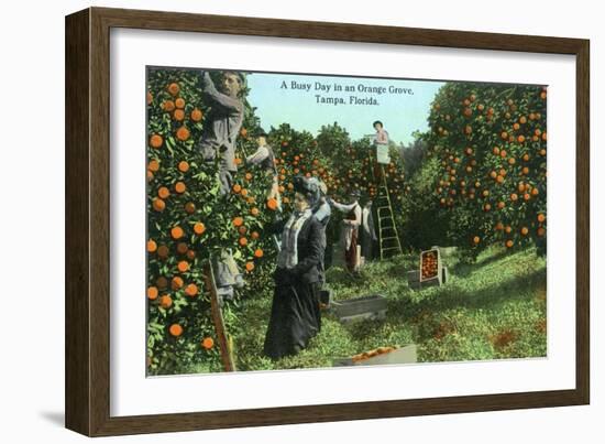 Tampa, Florida - Picking Oranges Scene-Lantern Press-Framed Art Print