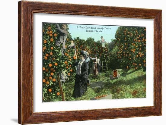 Tampa, Florida - Picking Oranges Scene-Lantern Press-Framed Art Print