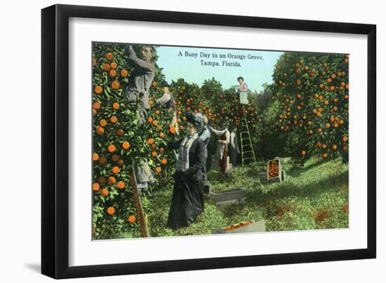 Tampa, Florida - Picking Oranges Scene-Lantern Press-Framed Art Print