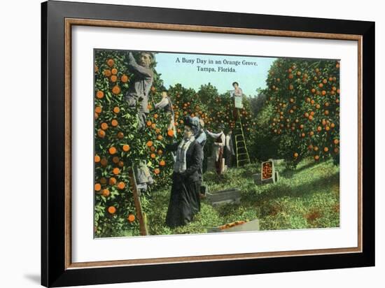 Tampa, Florida - Picking Oranges Scene-Lantern Press-Framed Art Print