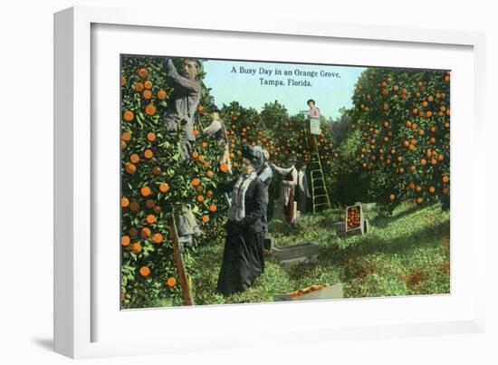 Tampa, Florida - Picking Oranges Scene-Lantern Press-Framed Art Print