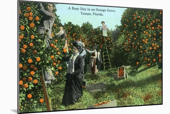 Tampa, Florida - Picking Oranges Scene-Lantern Press-Mounted Art Print