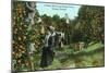 Tampa, Florida - Picking Oranges Scene-Lantern Press-Mounted Art Print