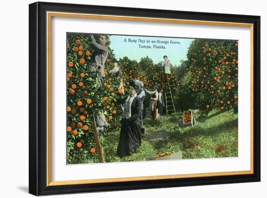 Tampa, Florida - Picking Oranges Scene-Lantern Press-Framed Art Print