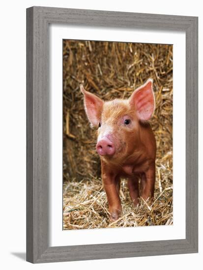 Tamworth Piglet in Straw-null-Framed Photographic Print