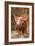 Tamworth Piglet in Straw-null-Framed Photographic Print