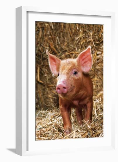 Tamworth Piglet in Straw-null-Framed Photographic Print