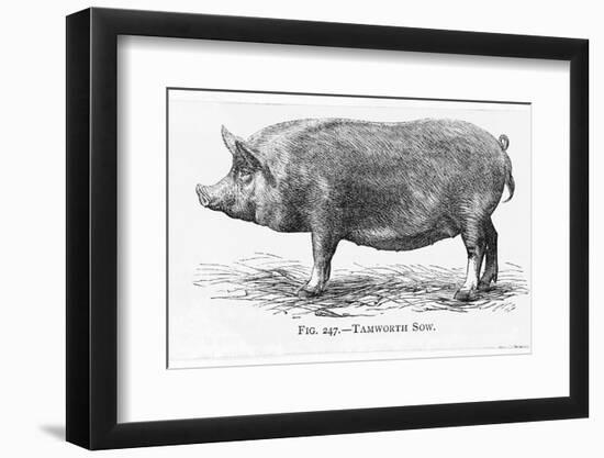 Tamworth Sow-null-Framed Photographic Print