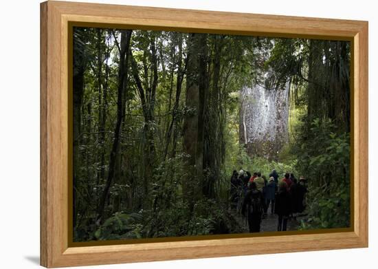 Tane Mahuta, Giant Kauri Tree in Waipoua Rainforest, North Island, New Zealand-David Noyes-Framed Premier Image Canvas