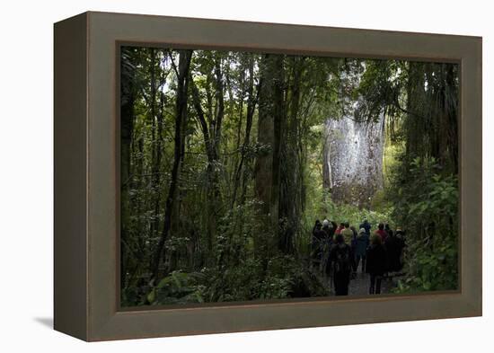 Tane Mahuta, Giant Kauri Tree in Waipoua Rainforest, North Island, New Zealand-David Noyes-Framed Premier Image Canvas