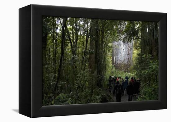 Tane Mahuta, Giant Kauri Tree in Waipoua Rainforest, North Island, New Zealand-David Noyes-Framed Premier Image Canvas