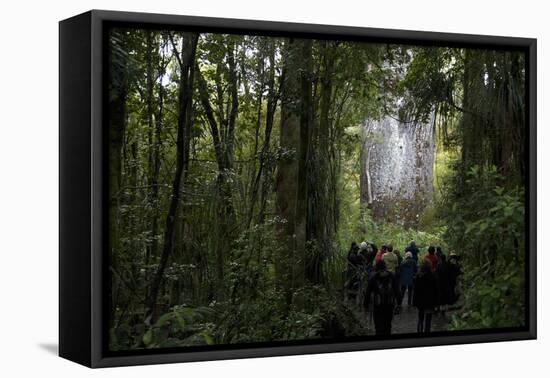 Tane Mahuta, Giant Kauri Tree in Waipoua Rainforest, North Island, New Zealand-David Noyes-Framed Premier Image Canvas