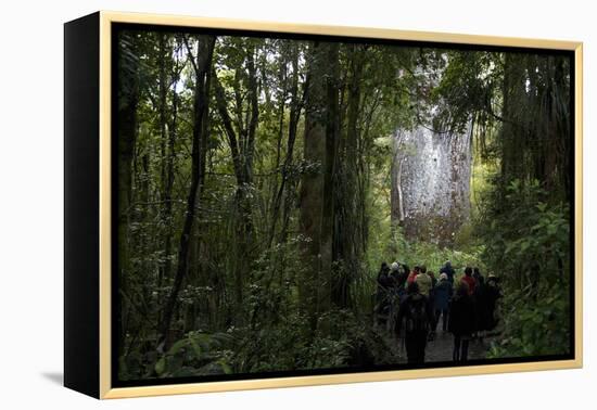 Tane Mahuta, Giant Kauri Tree in Waipoua Rainforest, North Island, New Zealand-David Noyes-Framed Premier Image Canvas