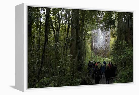 Tane Mahuta, Giant Kauri Tree in Waipoua Rainforest, North Island, New Zealand-David Noyes-Framed Premier Image Canvas