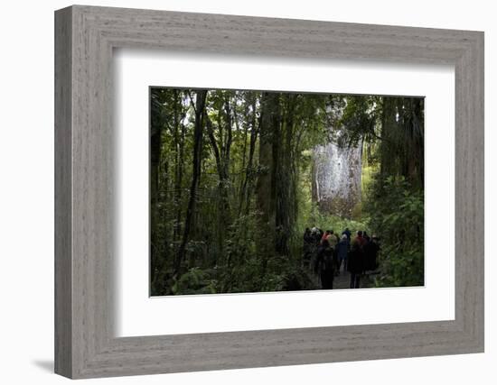 Tane Mahuta, Giant Kauri Tree in Waipoua Rainforest, North Island, New Zealand-David Noyes-Framed Photographic Print