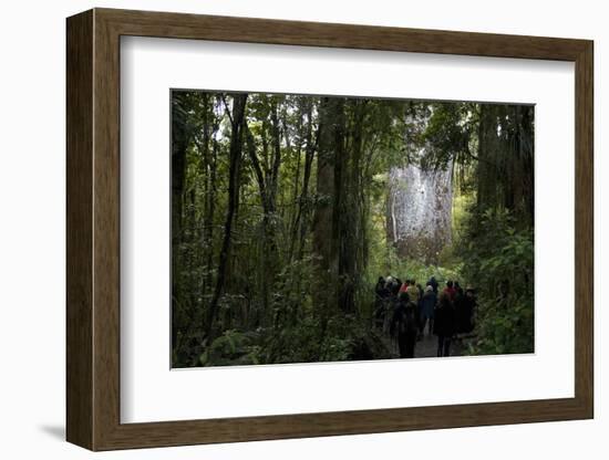 Tane Mahuta, Giant Kauri Tree in Waipoua Rainforest, North Island, New Zealand-David Noyes-Framed Photographic Print