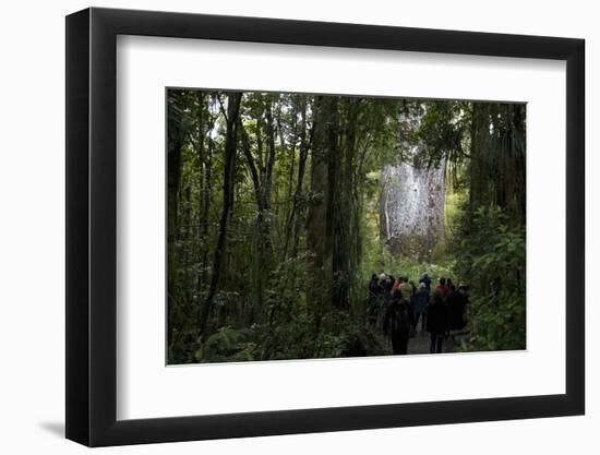 Tane Mahuta, Giant Kauri Tree in Waipoua Rainforest, North Island, New Zealand-David Noyes-Framed Photographic Print