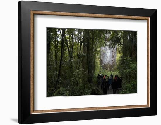 Tane Mahuta, Giant Kauri Tree in Waipoua Rainforest, North Island, New Zealand-David Noyes-Framed Photographic Print