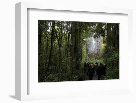 Tane Mahuta, Giant Kauri Tree in Waipoua Rainforest, North Island, New Zealand-David Noyes-Framed Photographic Print