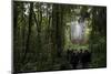 Tane Mahuta, Giant Kauri Tree in Waipoua Rainforest, North Island, New Zealand-David Noyes-Mounted Photographic Print