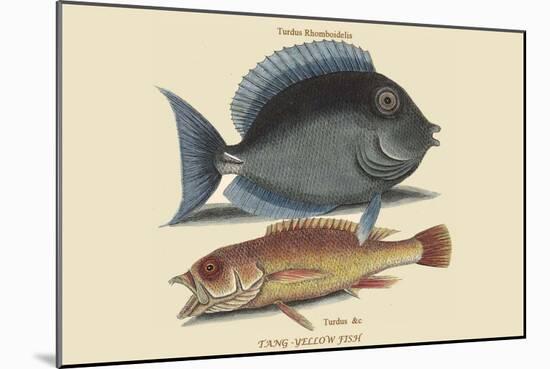 Tang and Yellow Fish-Mark Catesby-Mounted Art Print