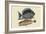 Tang and Yellow Fish-Mark Catesby-Framed Art Print