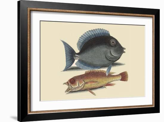 Tang and Yellow Fish-Mark Catesby-Framed Art Print