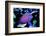 Tang Bike-vojce-Framed Photographic Print