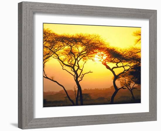 Tanganyika Thorn Trees with Brilliant Sunset in Background at Serengeti National Park-Loomis Dean-Framed Photographic Print