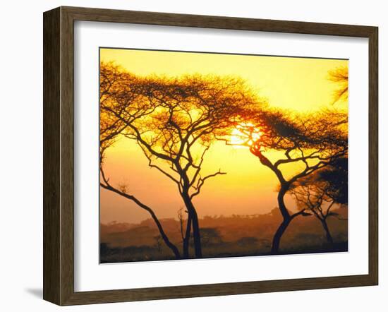 Tanganyika Thorn Trees with Brilliant Sunset in Background at Serengeti National Park-Loomis Dean-Framed Photographic Print