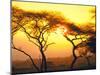 Tanganyika Thorn Trees with Brilliant Sunset in Background at Serengeti National Park-Loomis Dean-Mounted Photographic Print