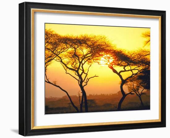 Tanganyika Thorn Trees with Brilliant Sunset in Background at Serengeti National Park-Loomis Dean-Framed Photographic Print