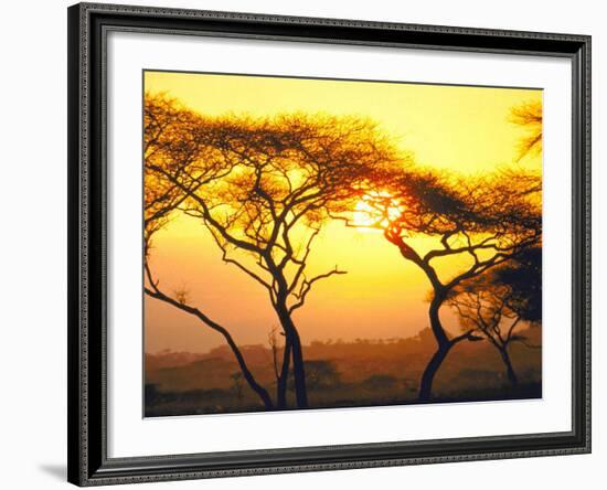 Tanganyika Thorn Trees with Brilliant Sunset in Background at Serengeti National Park-Loomis Dean-Framed Photographic Print