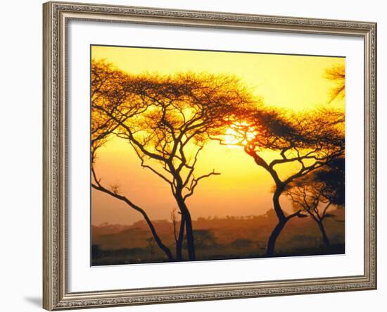 Tanganyika Thorn Trees with Brilliant Sunset in Background at Serengeti National Park-Loomis Dean-Framed Photographic Print