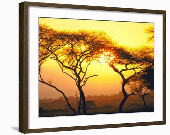 Tanganyika Thorn Trees with Brilliant Sunset in Background at Serengeti National Park-Loomis Dean-Framed Photographic Print