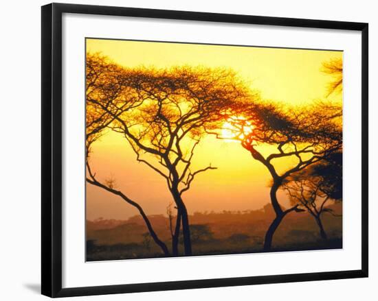 Tanganyika Thorn Trees with Brilliant Sunset in Background at Serengeti National Park-Loomis Dean-Framed Photographic Print