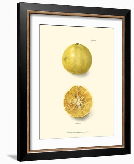 Tangelo-null-Framed Art Print