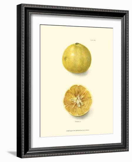 Tangelo-null-Framed Art Print